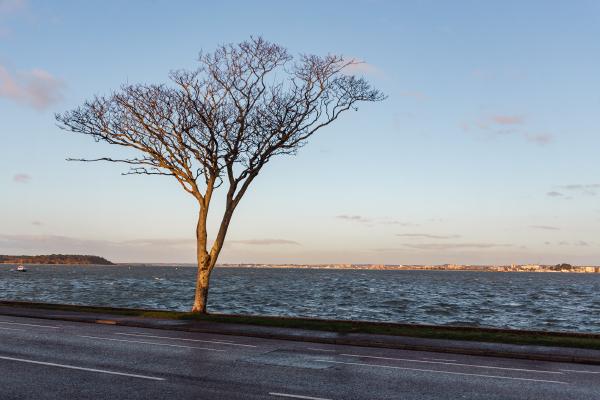 poole